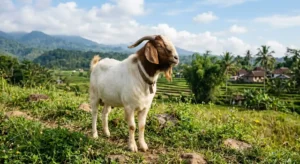 fiqh-qurban-satu-keluarga